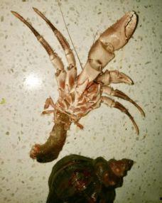 海怪吃瓜视频大全,海怪吃瓜视频大全揭秘